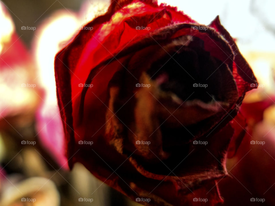 Closeup of dried rose