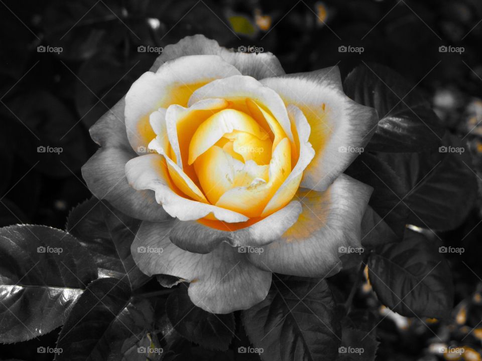 Yellow Rose