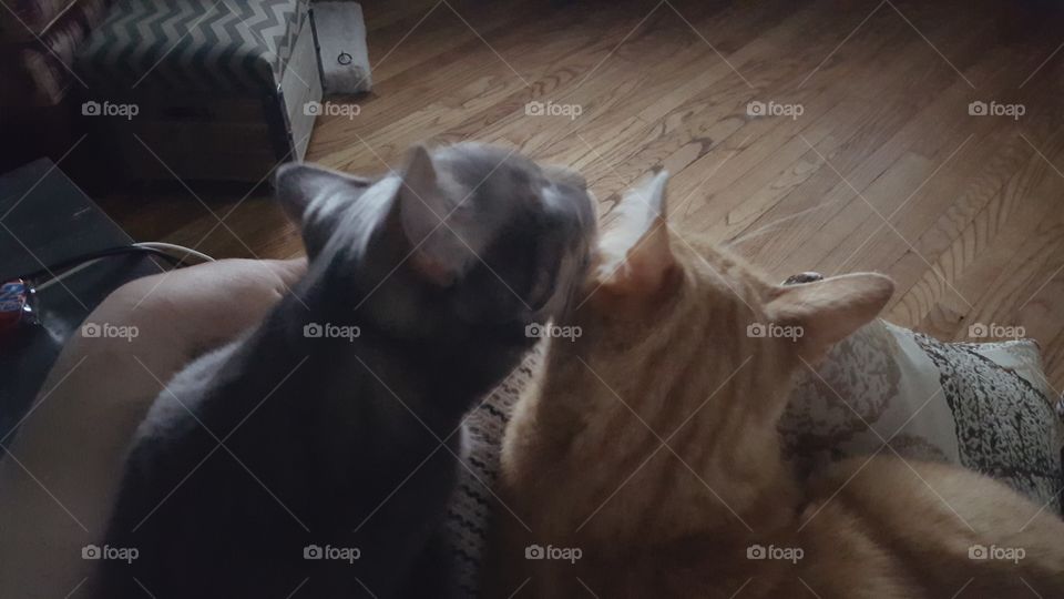 Jaxson bathes Finnegan