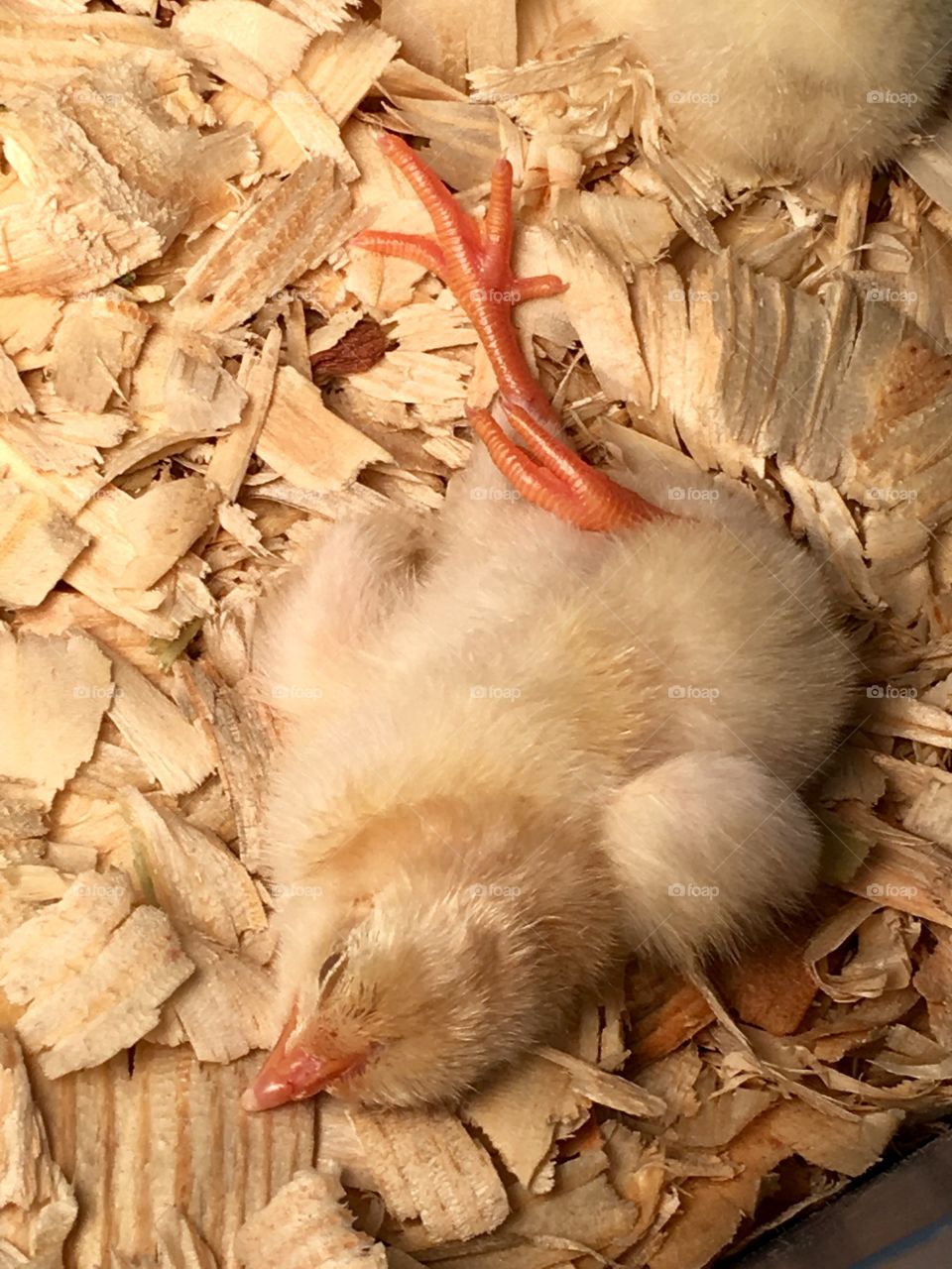 Baby Chick