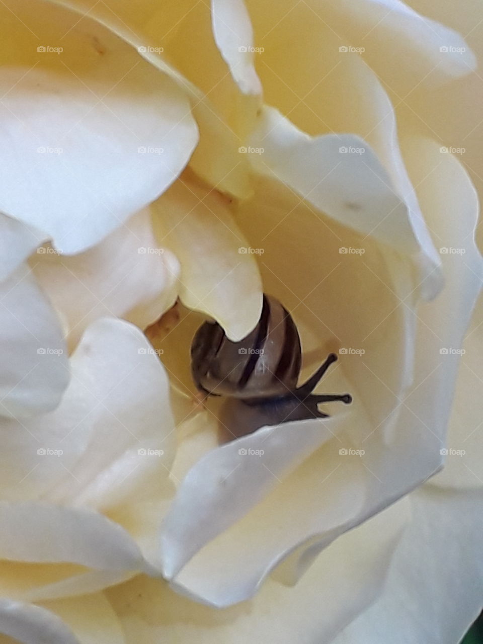 smal shell snail in heart of  yellow  rose