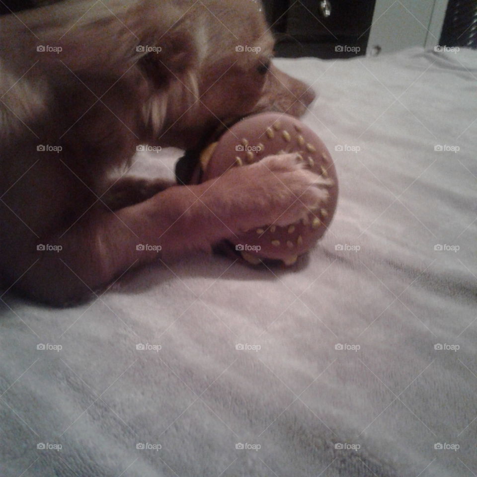 dog eating fake hamburger