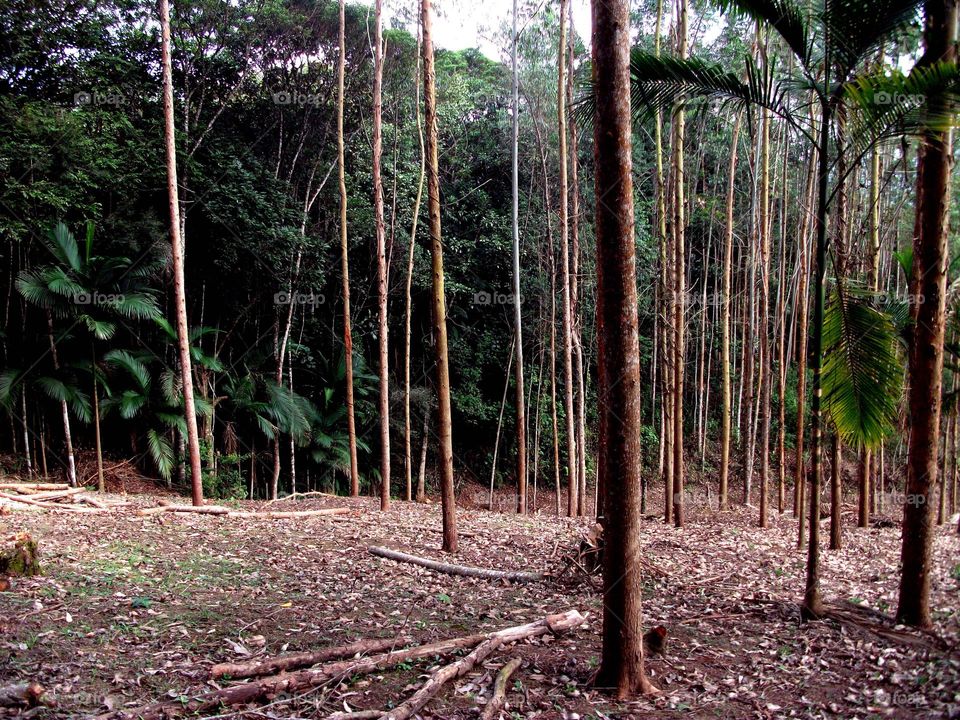 Lembram e influenciam sonhos, bons sonhos.