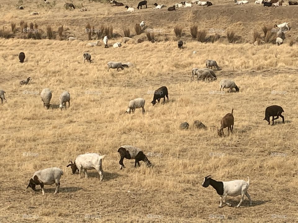 Goats grazing in the tall golden grass 