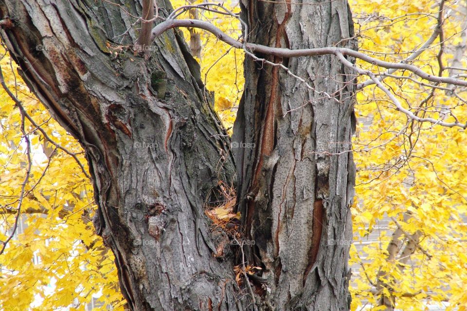 Change of color in the fall leaves of this tree and the texture of the trunk adds to the golden-yellow color framing the tree