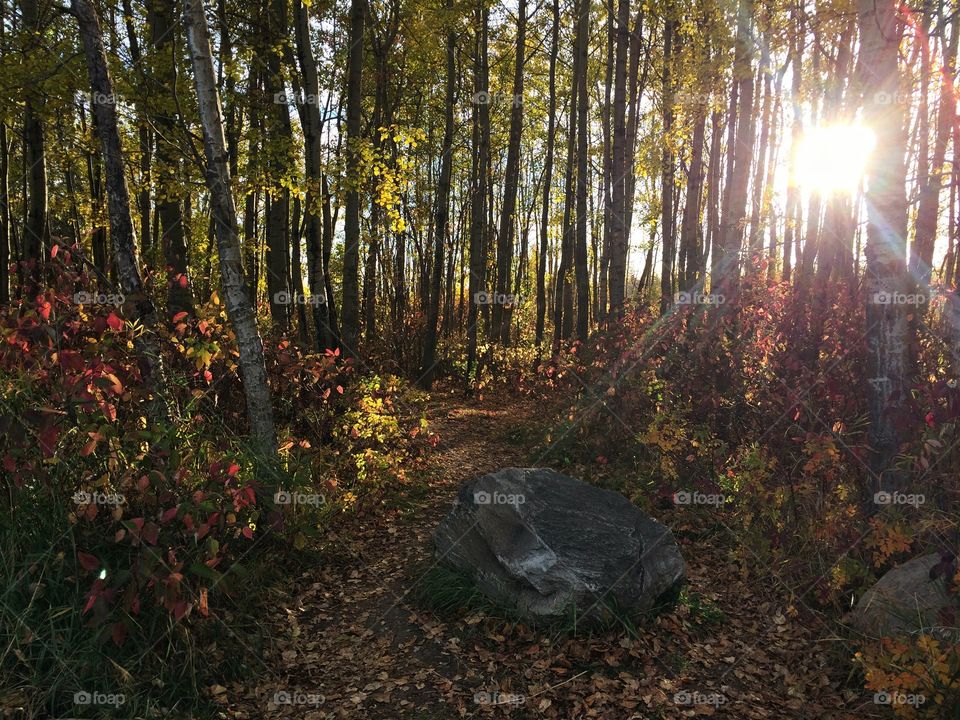 Autumn trees with sun rays 