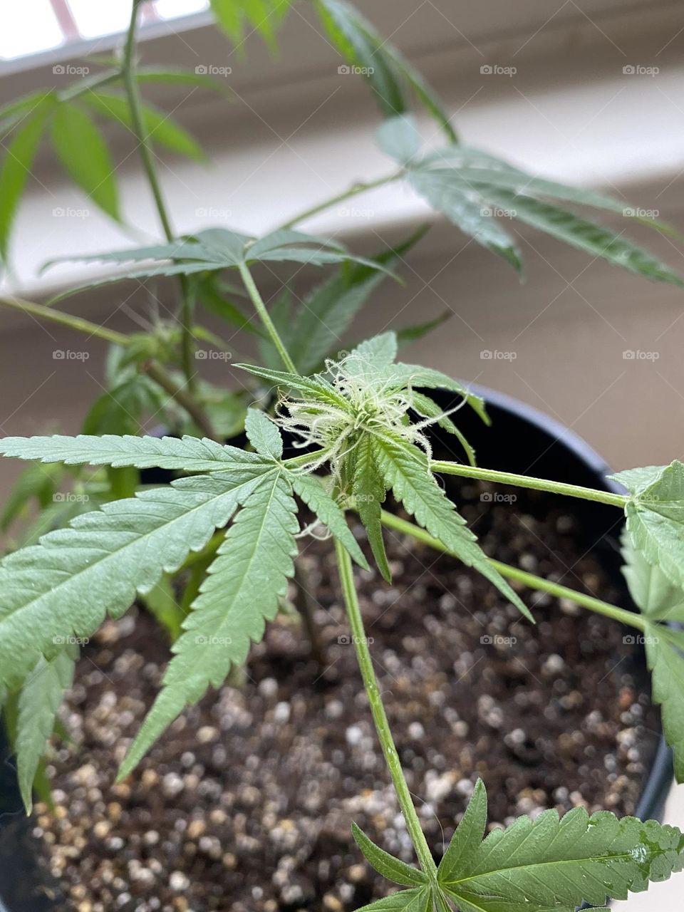 Gorgeous green healthy cannabis clone marijuana plant