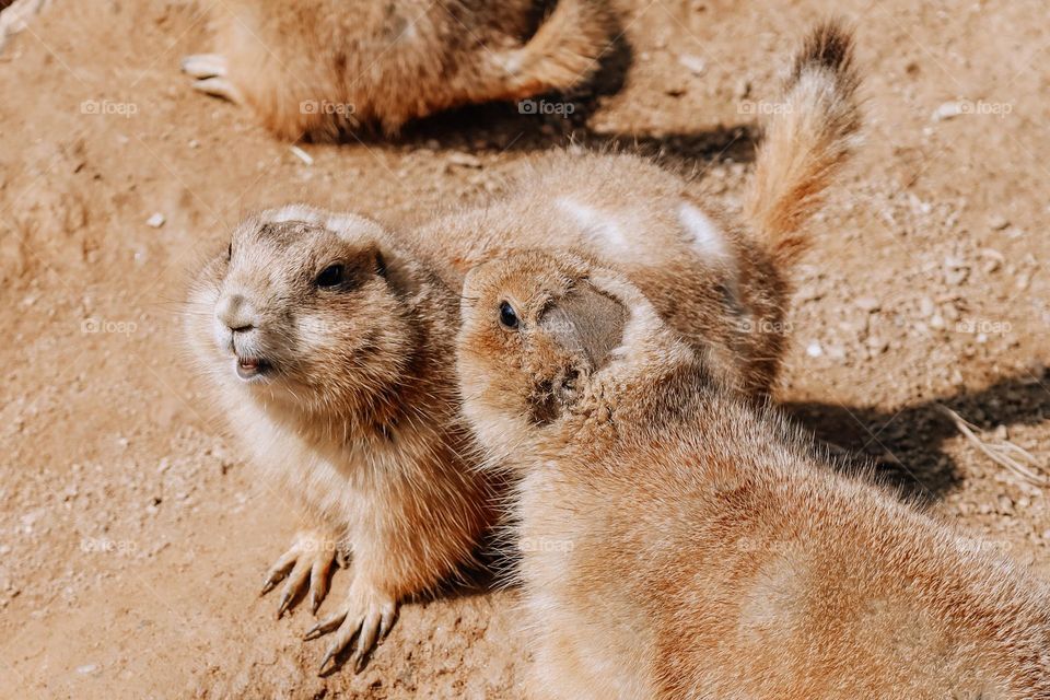 Prairie dogs whispering 