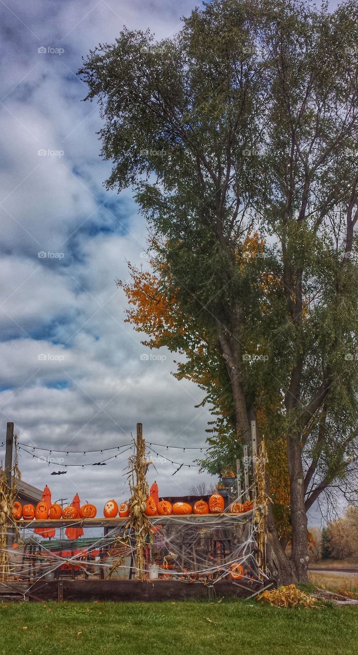 Pumpkins on railing