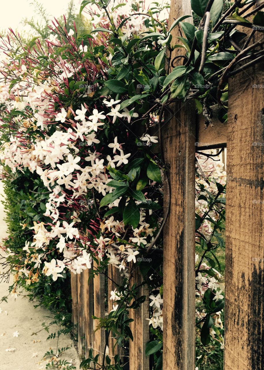 floral fence