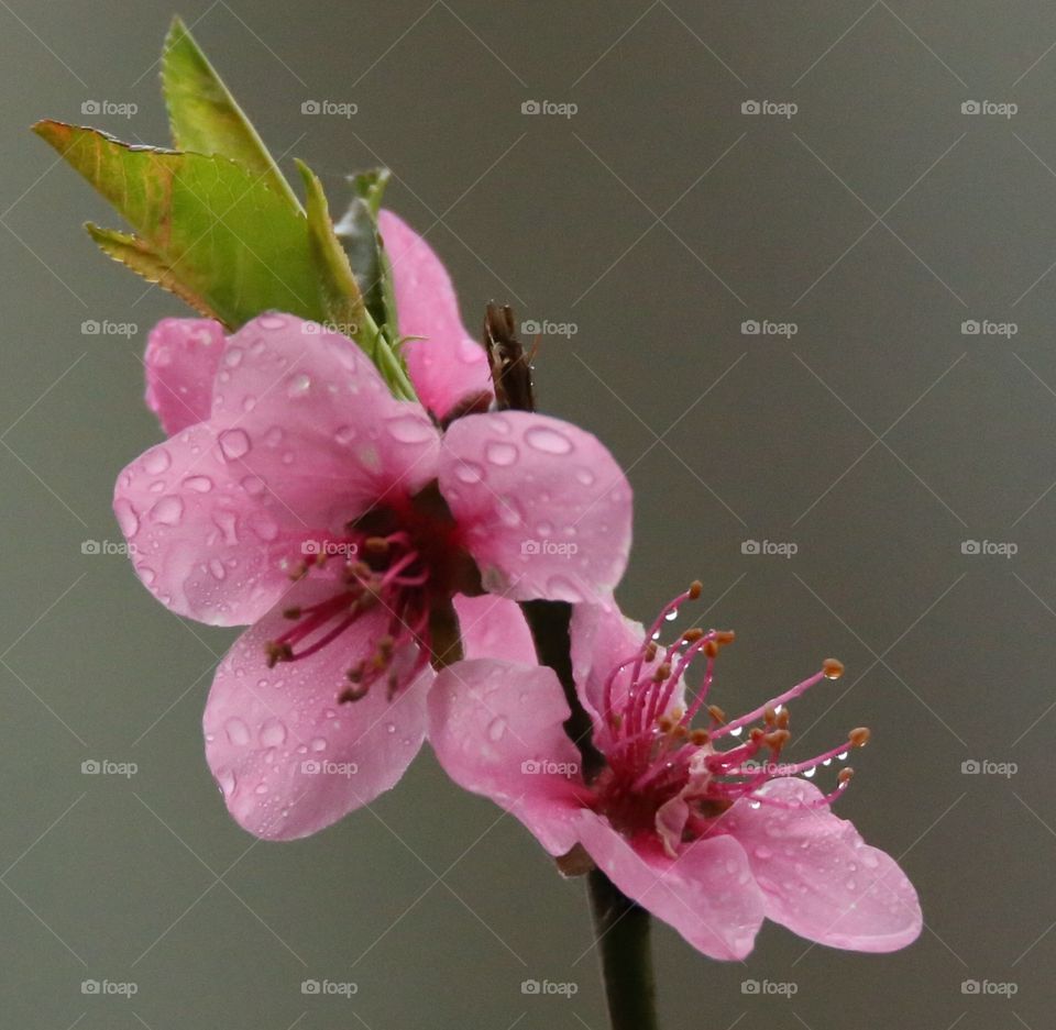 Water drop on fresh flower