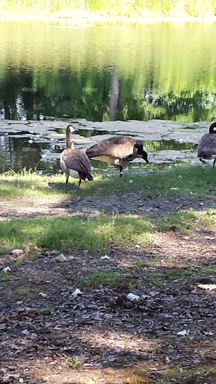 geese by the pond blurry