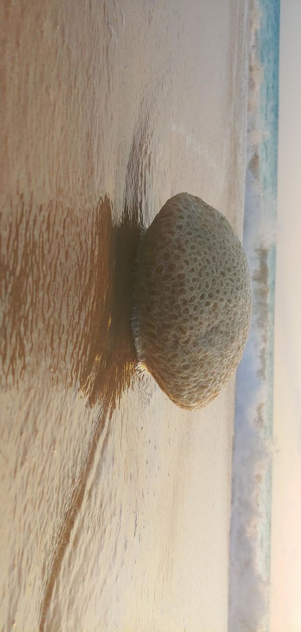 coral captured