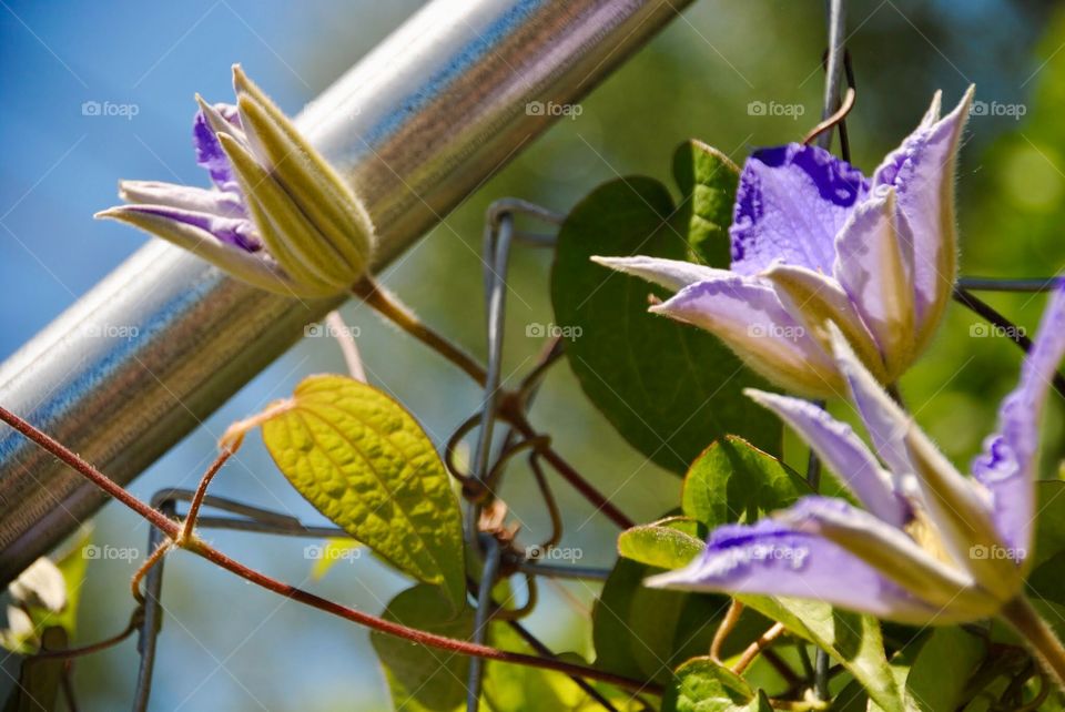 Lavender Blooms Opening Towards the Sun