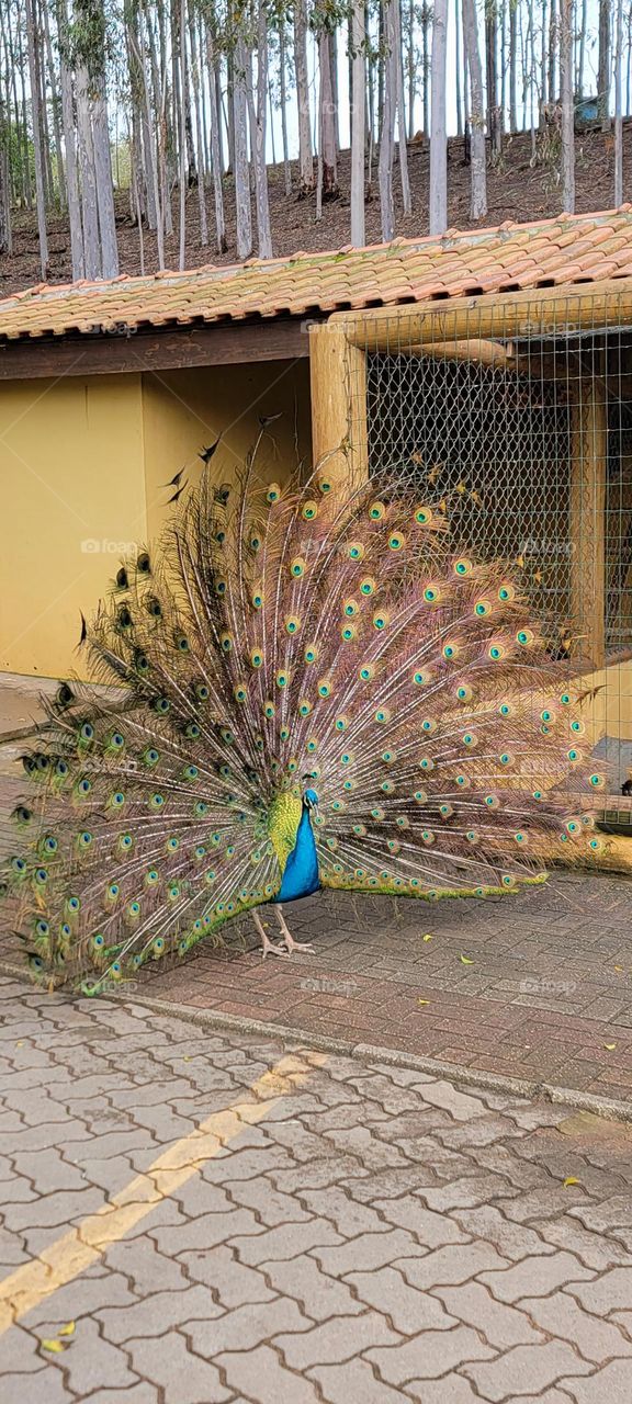 Peacock