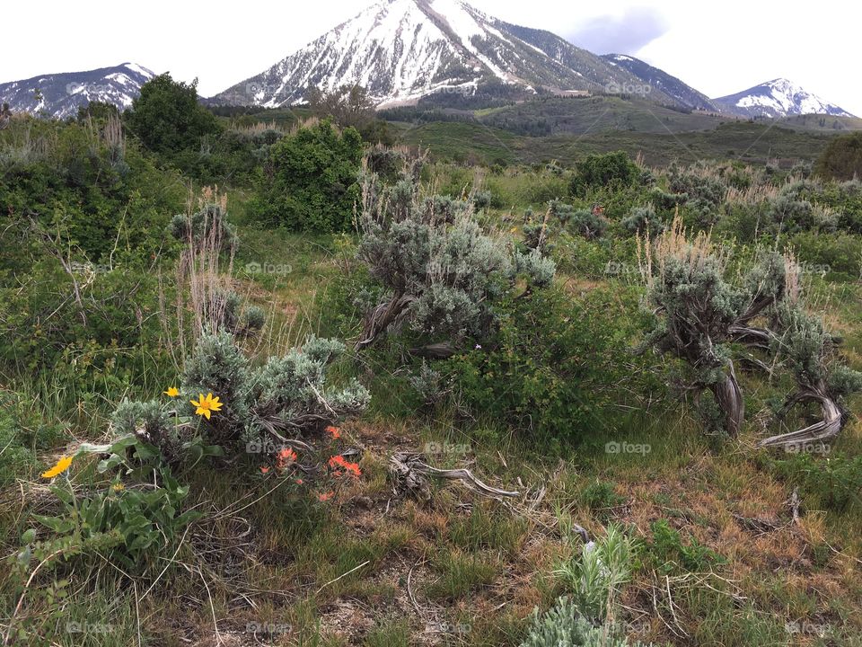 Snow capped mountains, sage brush & flowers