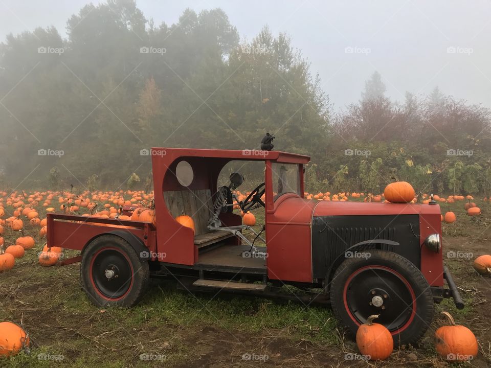 Happy Fall from the Comox Valley, BC #fog #skeletons #pumpkins #fall #antiquecar