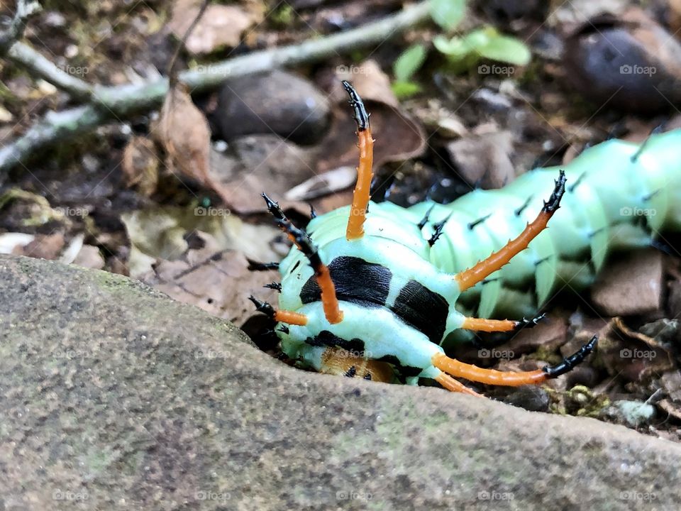 Hickory horned devil caterpillar 