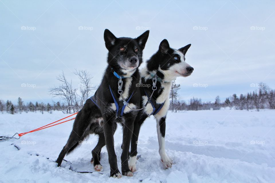 Two black husky dog