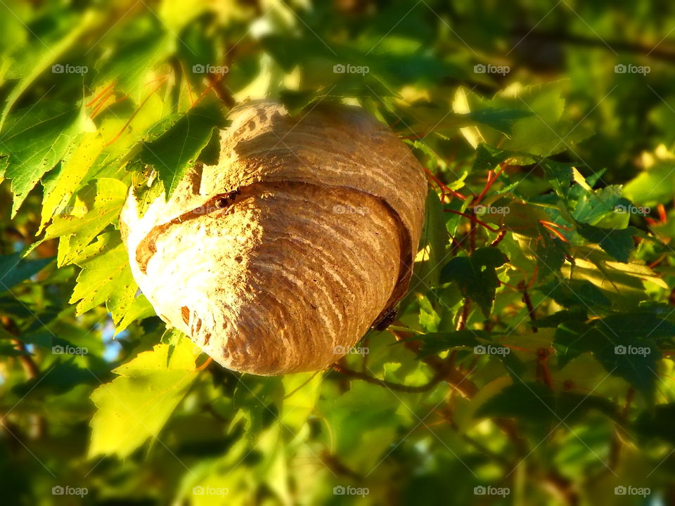 Closeup of paper wasp hornets nest in tree
