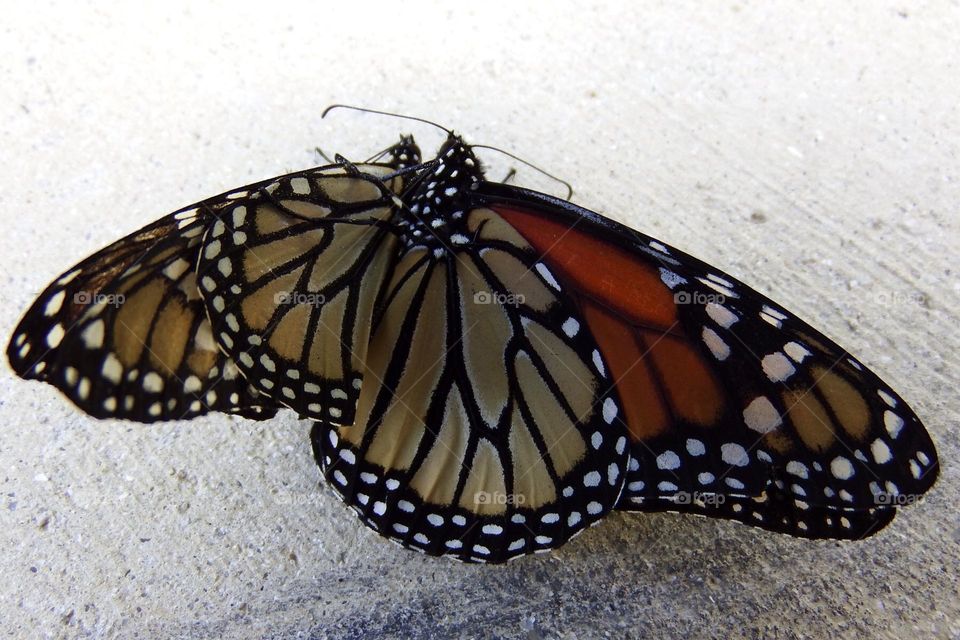 Mating Monarch Butterflies.