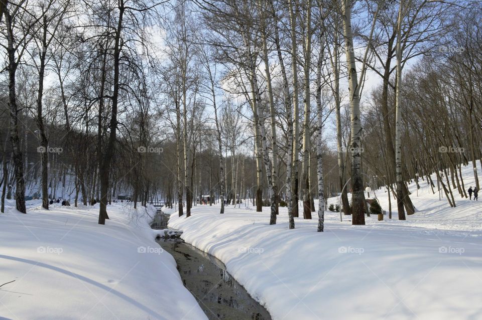 winter landscape in the park