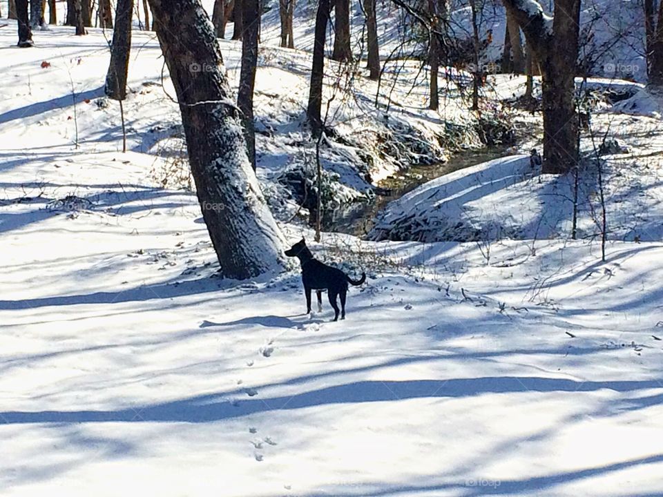 A dog stands in the shadowy snow next to a creek that runs between a group of trees.