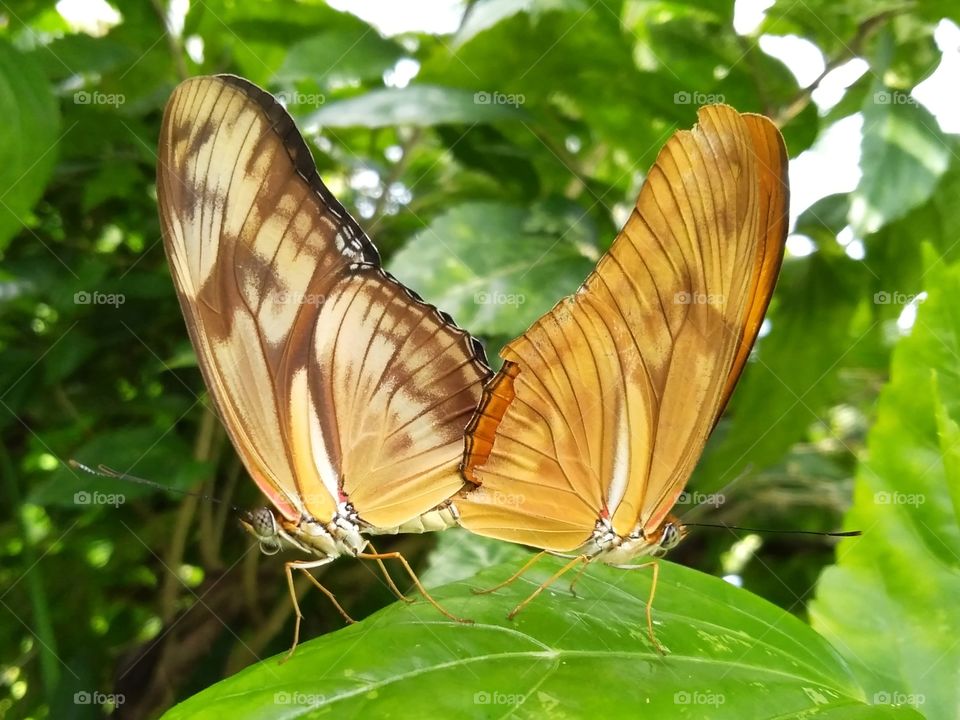 Butterfly in love.