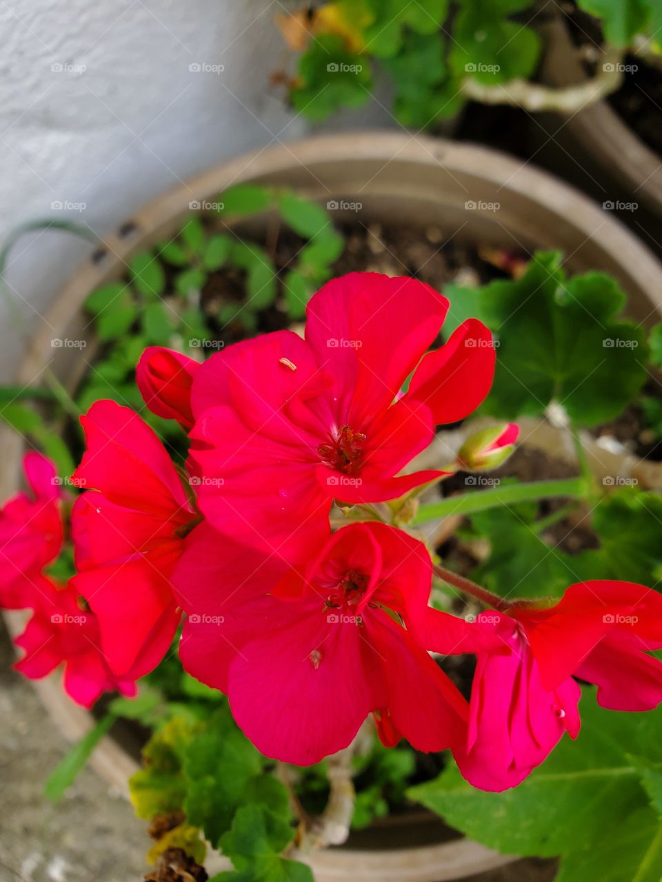exotic geranium