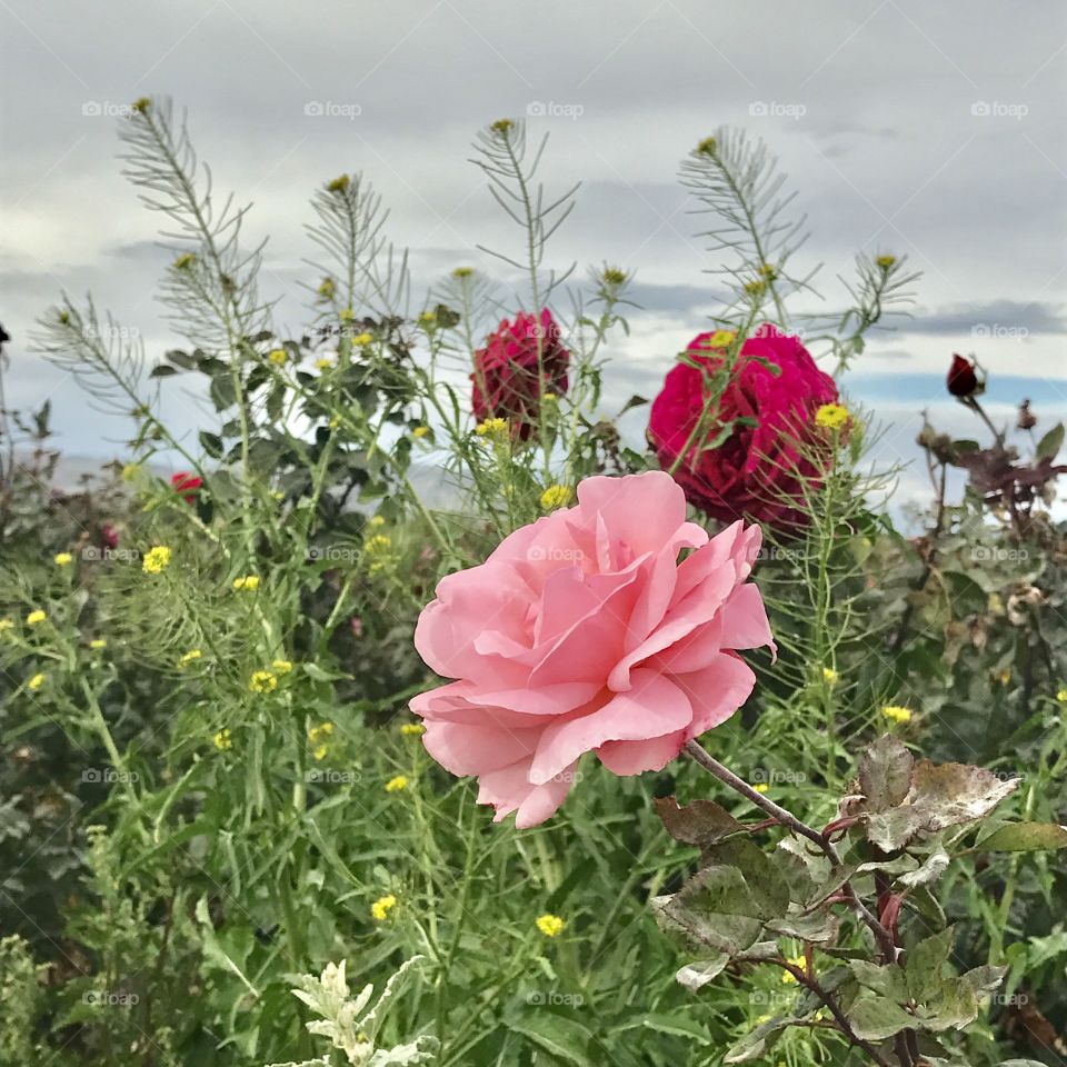 Close-up of flowers