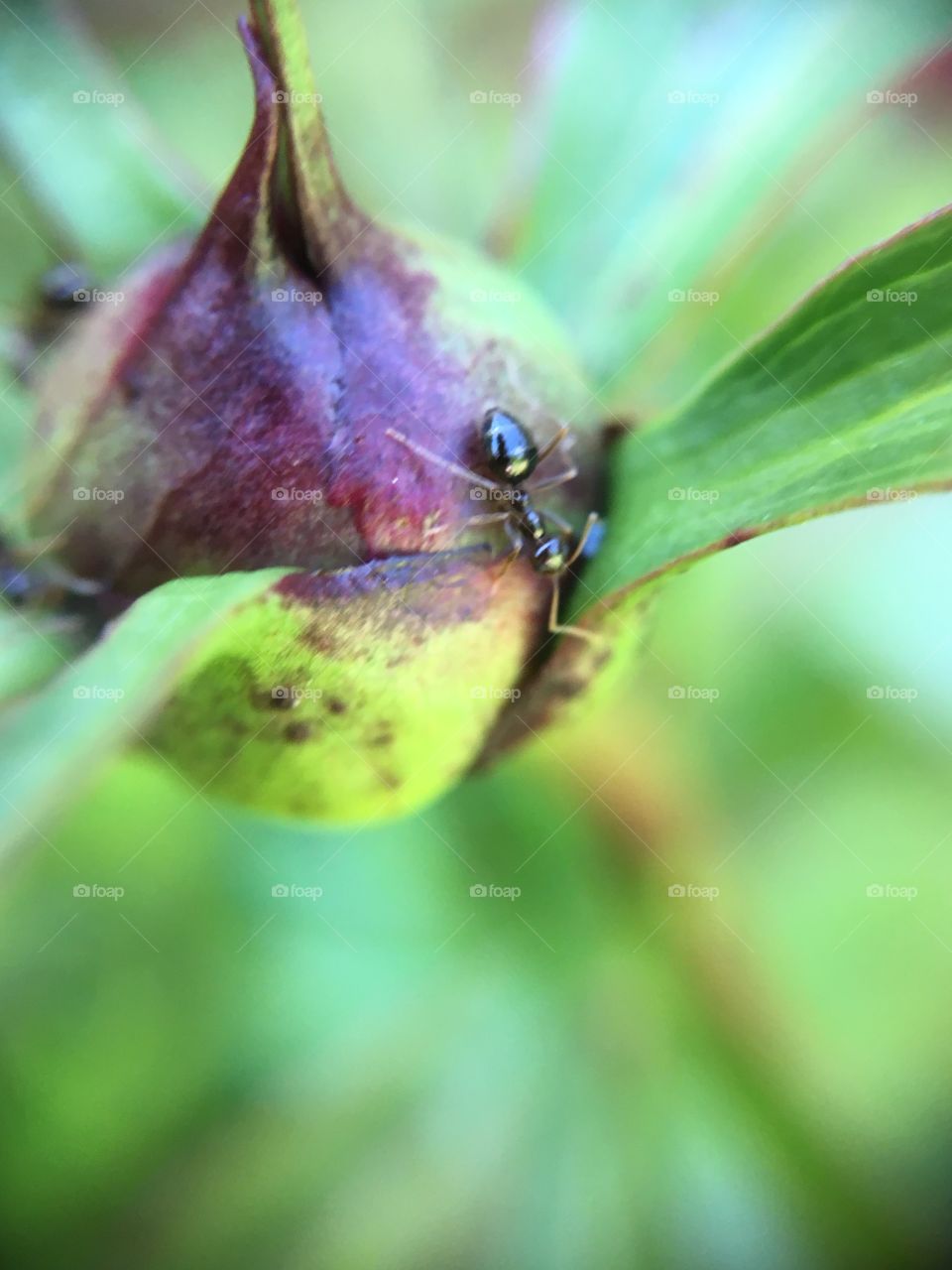 Ants on peony