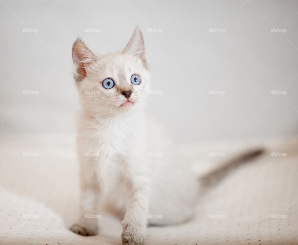 Little Tibet color-point kitten playing. white, Tibet, color-point