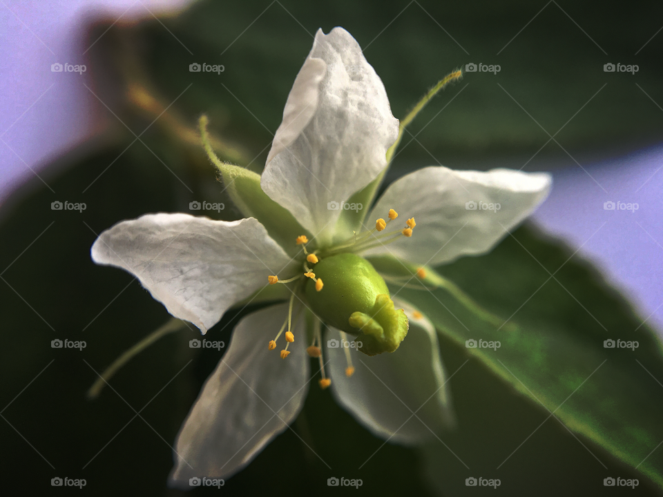 Macro flower, Jamaican cherry