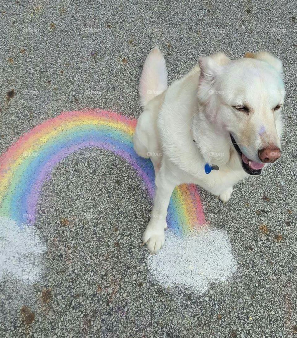 pride dog