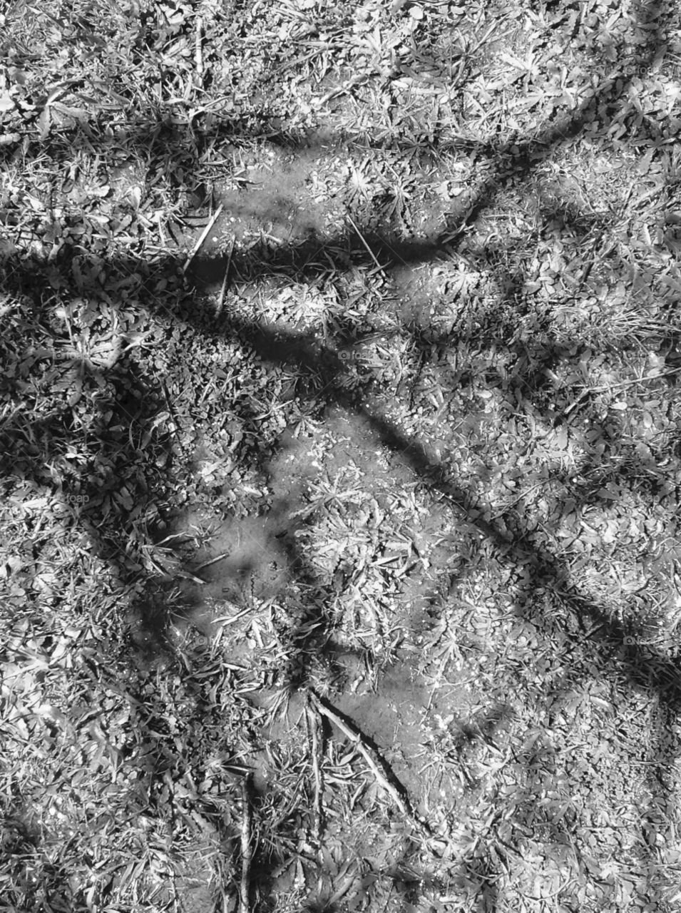 Black and white ground grass