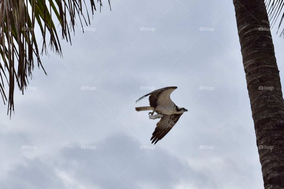 Osprey with fish