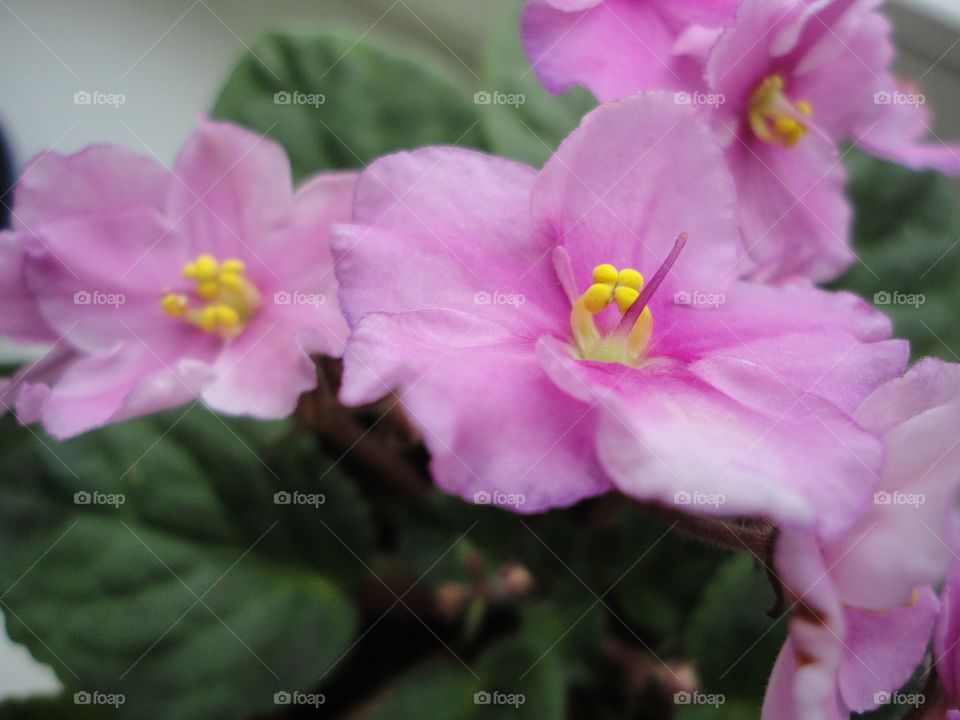 pink flowers house plant in the pot