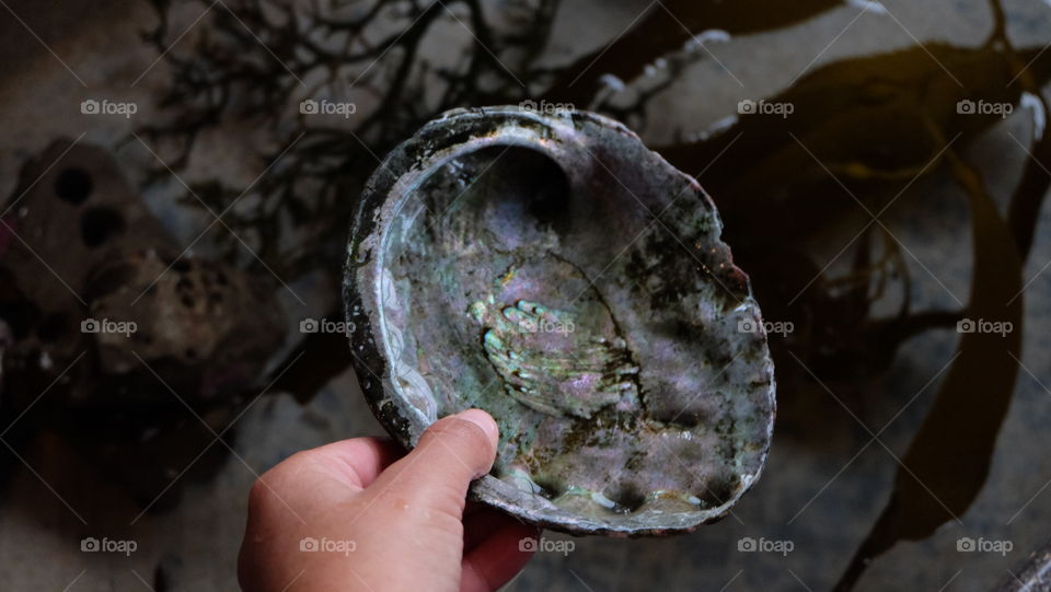 Abalone shell in hand