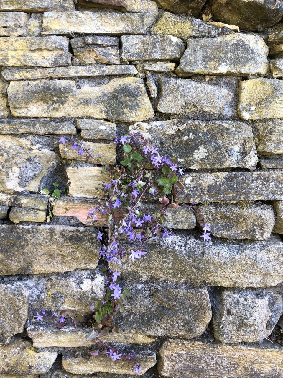 Flowers in a dry stone wall