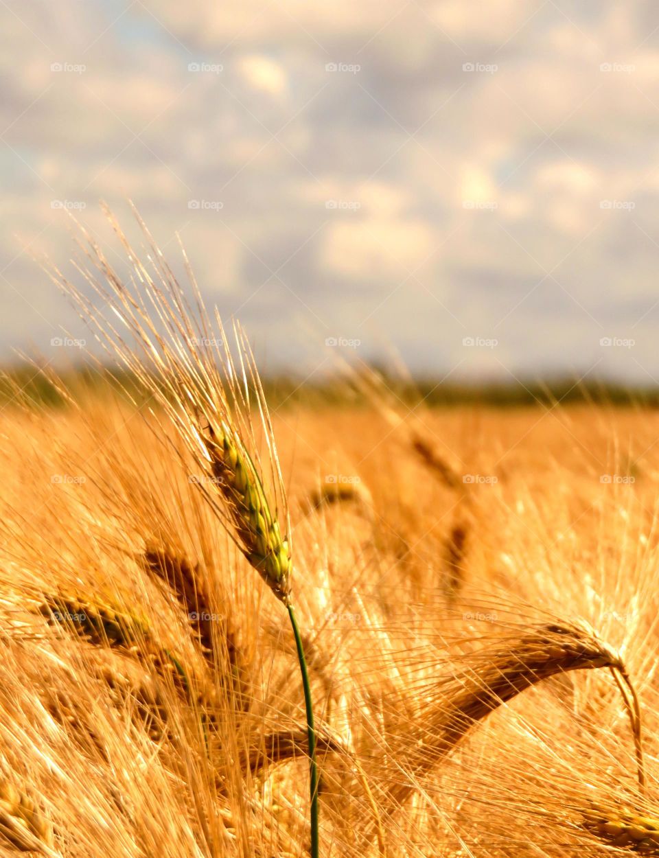 rye ear