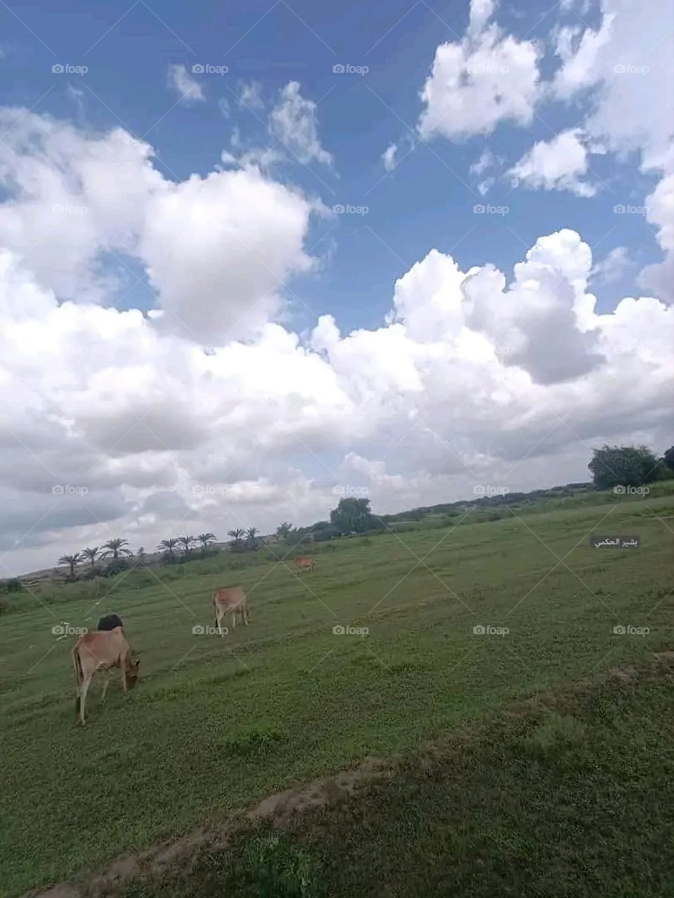 A very beautiful picture, and there is no better picture than it. There is no better picture of green herbs and colorful, red and white roses than it. Glory be to God, the natural and picturesque view, and there is no more
