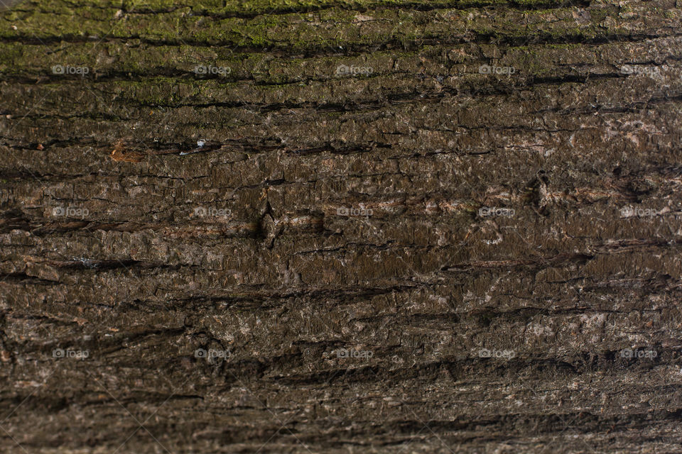 bark of tree. natural wallpaper