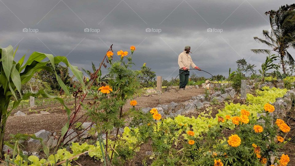 Farmer in Viñales Valley, Cuba