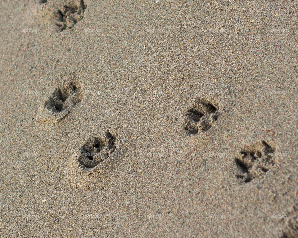 Puppy feet. Happy puppy feet from a four legged friend who was having such fun on the beach 