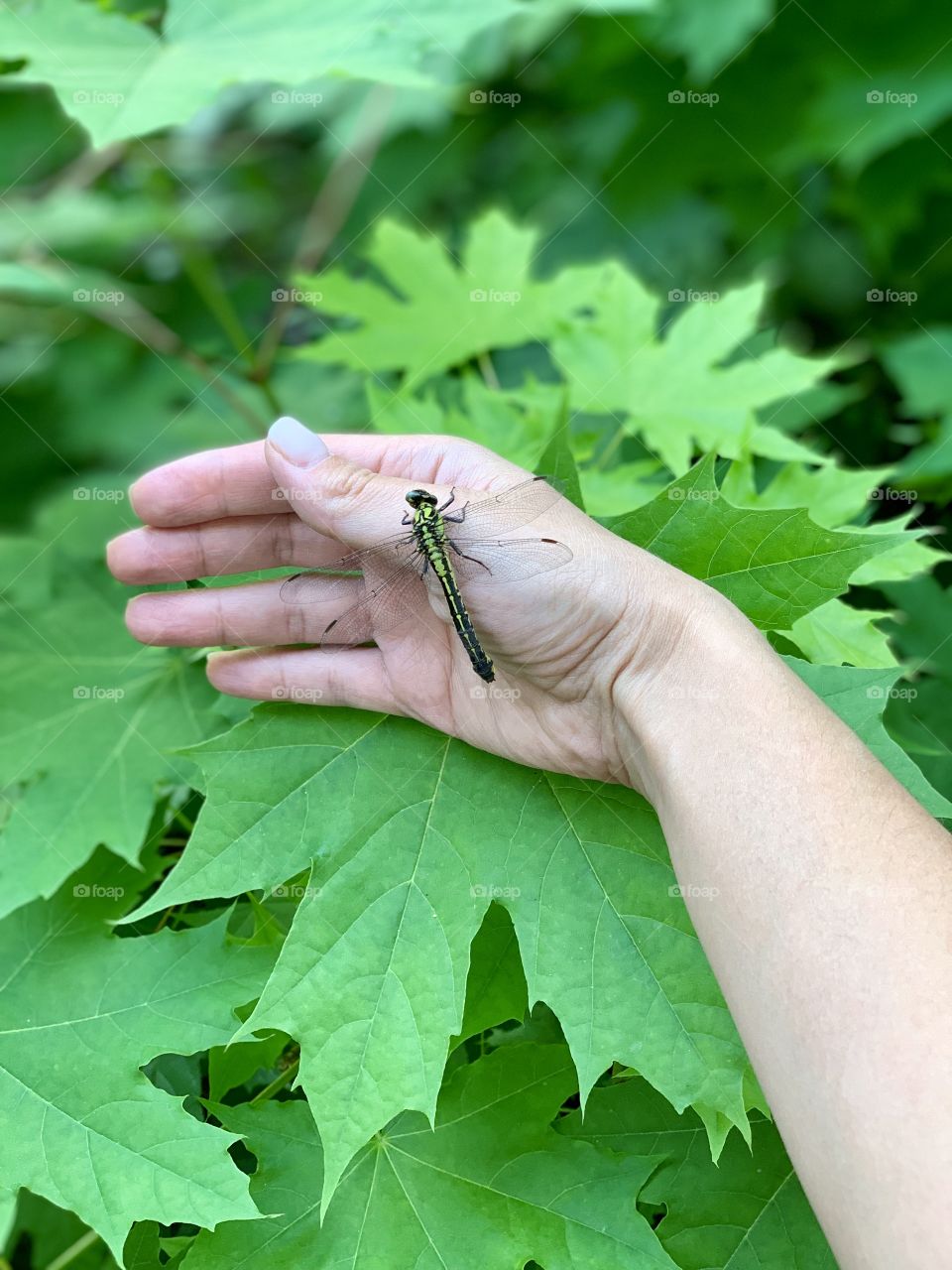 a friendly dragonfly sits on my hand
