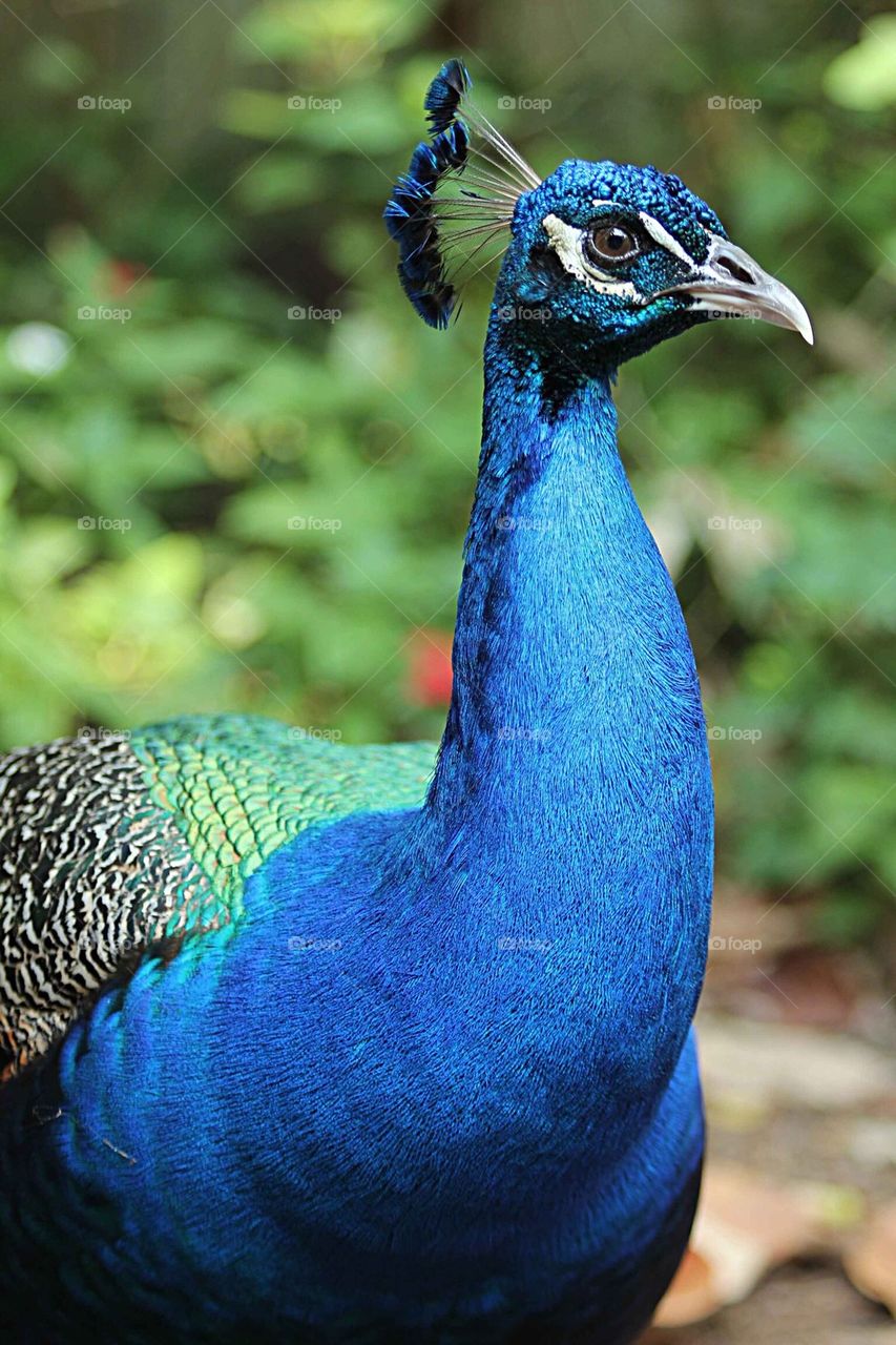 Peacock