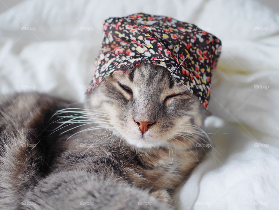 Sleepy cat with a hat