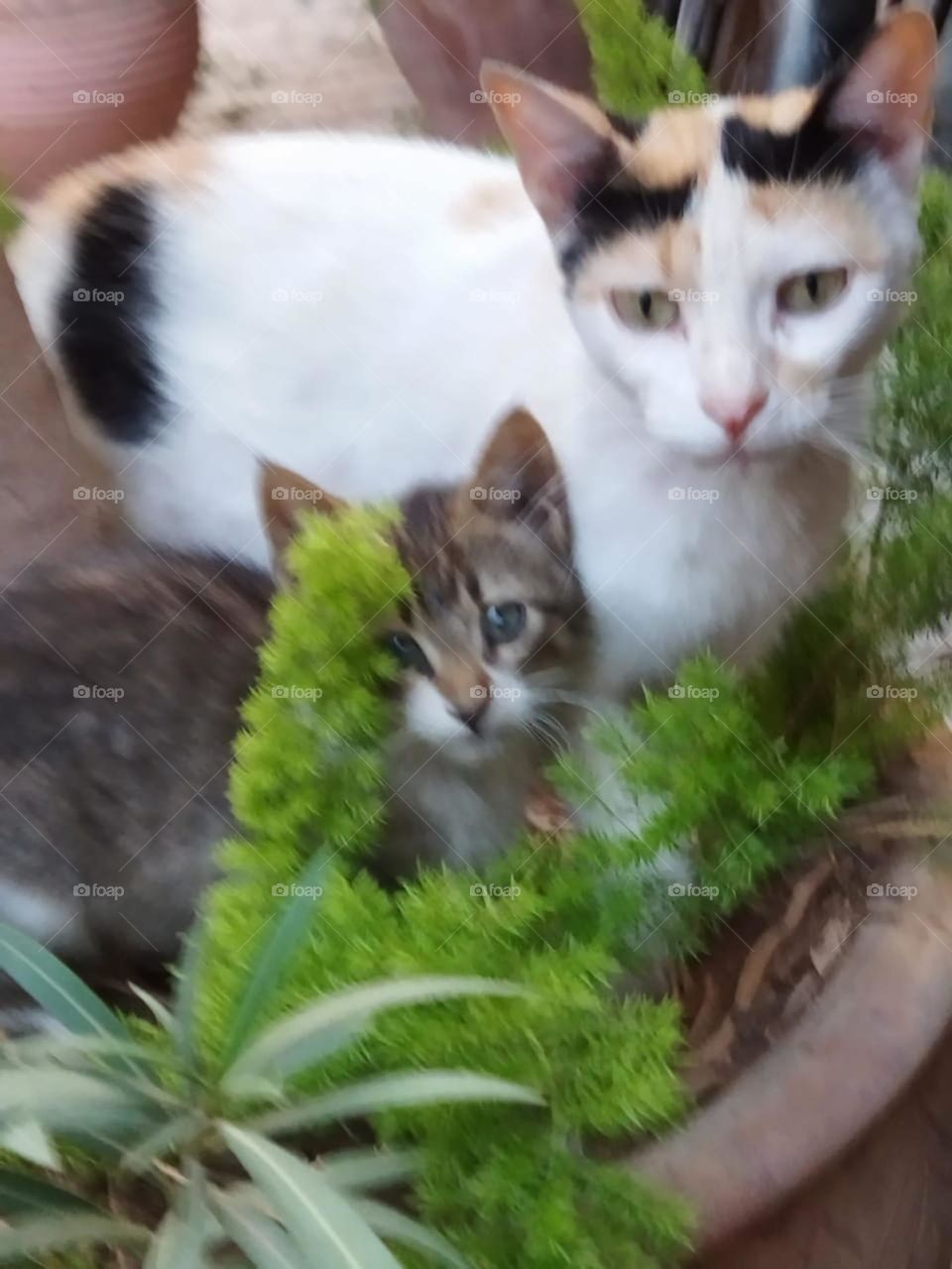 Beautiful cats looking at camera.