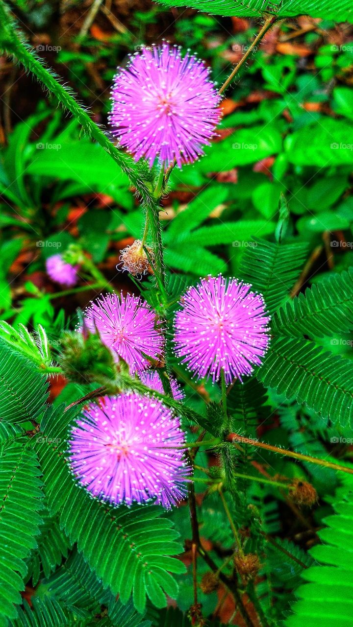 The flower of the shy princess is beautiful and thorny