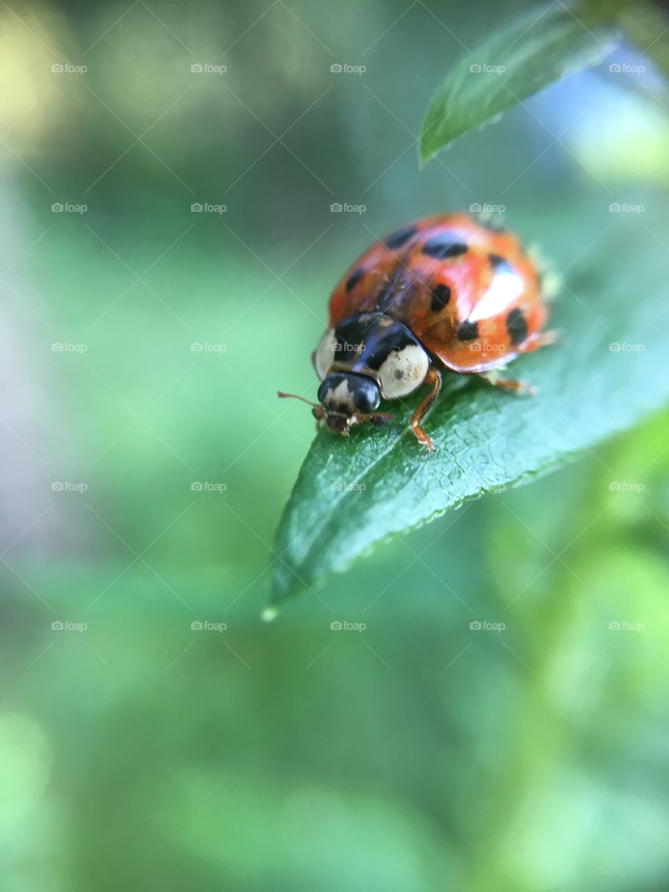 Ladybug